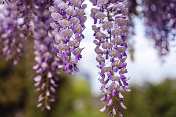 Blooming Wisteria Sinensis with classic purple flowers in full bloom in hanging racemes against a green background. Garden with wisteria in spring.