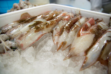 ヤリイカ　spear squid　Heterololigo bleekeri