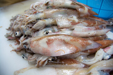ヤリイカ　spear squid　Heterololigo bleekeri