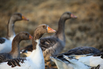 Flock of geese wandering outside