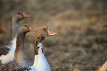 Flock of geese wandering outside