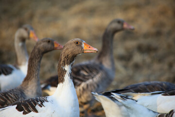 Flock of geese wandering outside