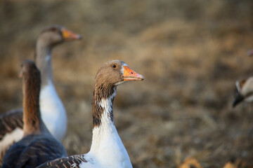 Flock of geese wandering outside