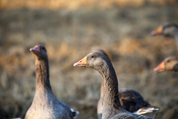Flock of geese wandering outside