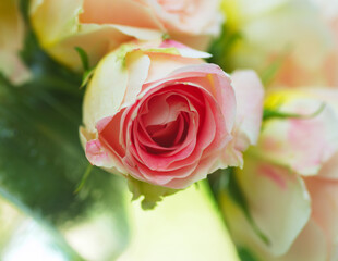 pink rose flowers on beautiful blur background. Pink roses bouquet in a garden