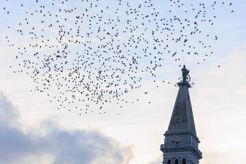 A flock of starlings flies in the evening as a migratory bird around the tower of the church of St....