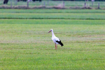 Obraz na płótnie Canvas A white stork on a green meadow before departure to the south