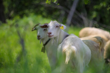 Obraz premium Goats wandering among the grass in the spring season
