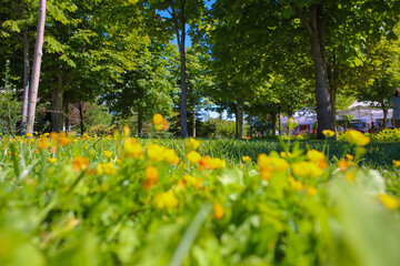 Obraz premium Tiny colorful wildflowers on the grass