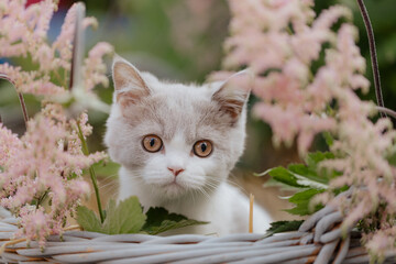 Katze im Sommer, Kätzchen spielt im Garten 