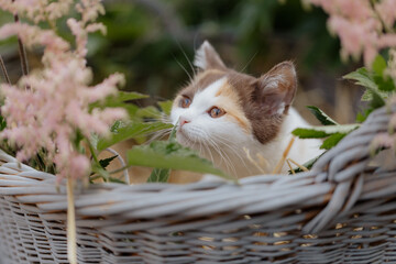 Fototapeta na wymiar Glückskatze, im Sommer, Kätzchen spielt im Garten 