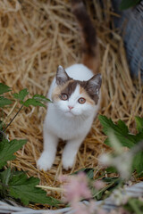 Katze im Sommer, Kätzchen spielt im Garten 
