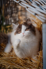 Katze im Sommer, Kätzchen spielt in der Scheune