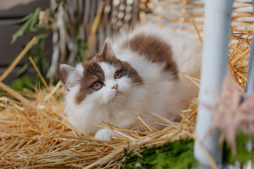 Katze im Sommer, K&auml;tzchen spielt in der Scheune