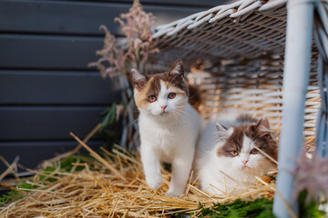 Katze im Sommer, zwei Kätzchen spielt in der Scheune
