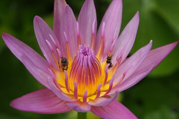pink lotus and bees