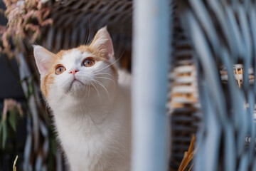 Katze im Sommer, Kätzchen spielt in der Scheune