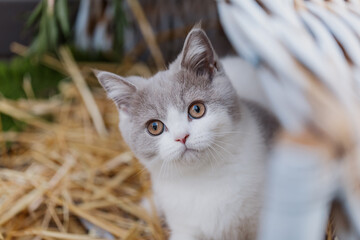 Katze im Sommer, Kätzchen spielt in der Scheune