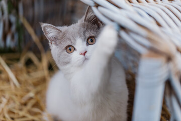 Katze im Sommer, Kätzchen spielt in der Scheune
