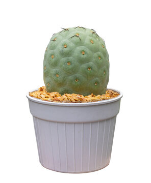 Miniature tephrocactus geometricus f. inermiscactus houseplant in pot isolated on white background for the small garden and drought tolerant plant