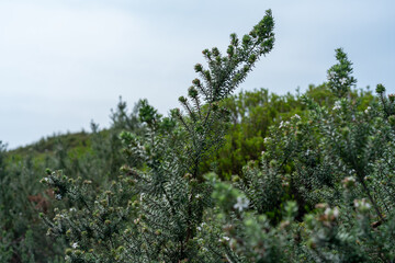 pine tree in the forest