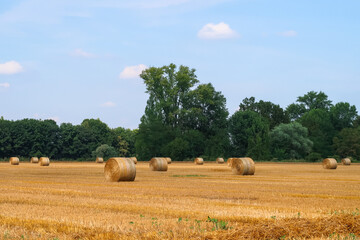 Fototapeta premium Hay bales agriculture agricultural field,panorama,landscape view detail close up