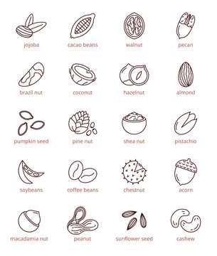 Nuts, beans and seeds vector icons set, editable stroke