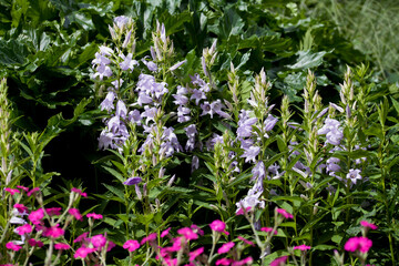 Rose campion -  silene coronaria - beutiful plant for the naturalistic punk garden.