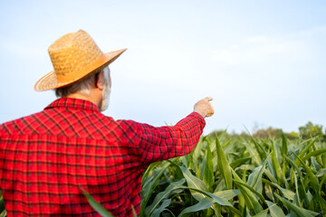 Portrait of senior farmer standing in corn field and pointing his finger to the sky.