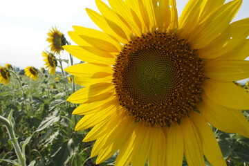 Fototapeta premium sunflower view in the garden