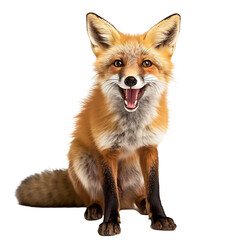 red fox vulpes isolated on white background