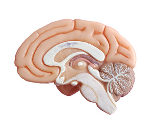 human brain anatomy model,die-cut, transparent background