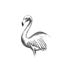 Engraved Flamingo Tropical Bird with Long Neck Vector Illustration