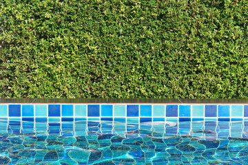 clean water in a swimming pool and poolside area with green leaves wall texture background