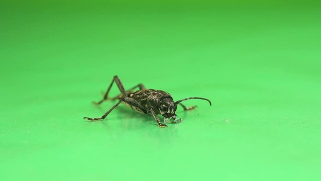 European House Borer (EHB) adult. Scientific name: Hylotrupes bajulus. Small longhorn beetle drinking a drop of water on green background.