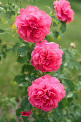 Pink climbing rose grows in the garden in summer