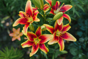 Yellow red flowers Lily orientalis Avalon Sunset in the garden in summer
