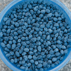 Organic honeysuckle berries in a blue plastic bowl in the kitchen