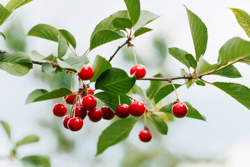Ripe red organic cherry grows on a branch in the garden