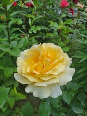 yellow rose in garden