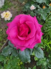 pink rose in garden