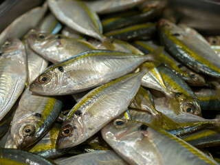 Fototapeta premium Fresh Yellow stripe trevally, thinscaled trevally fish in the supermarket in Yogyakarta, Indonesia