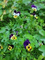 flowers in the garden