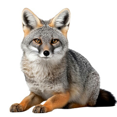 grey fox vulpes isolated on white background