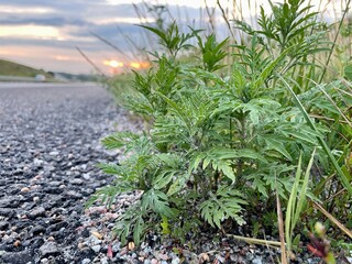Ambrosia. Buryan along the road. Allergy to ragweed. road and grass in the forest