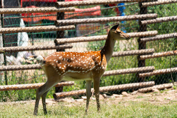 The sika deer is in the wild