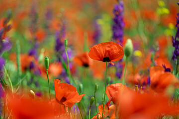 Flowers Red poppies bloom on a wild field. Beautiful field red poppies with selective focus.