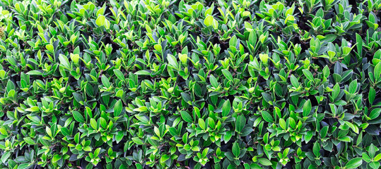 Green wall background,plant background wall