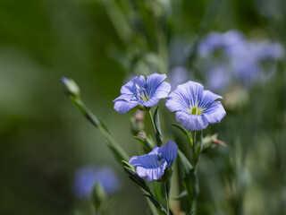 青い亜麻の花