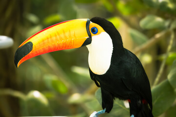Toco toucan on a branch